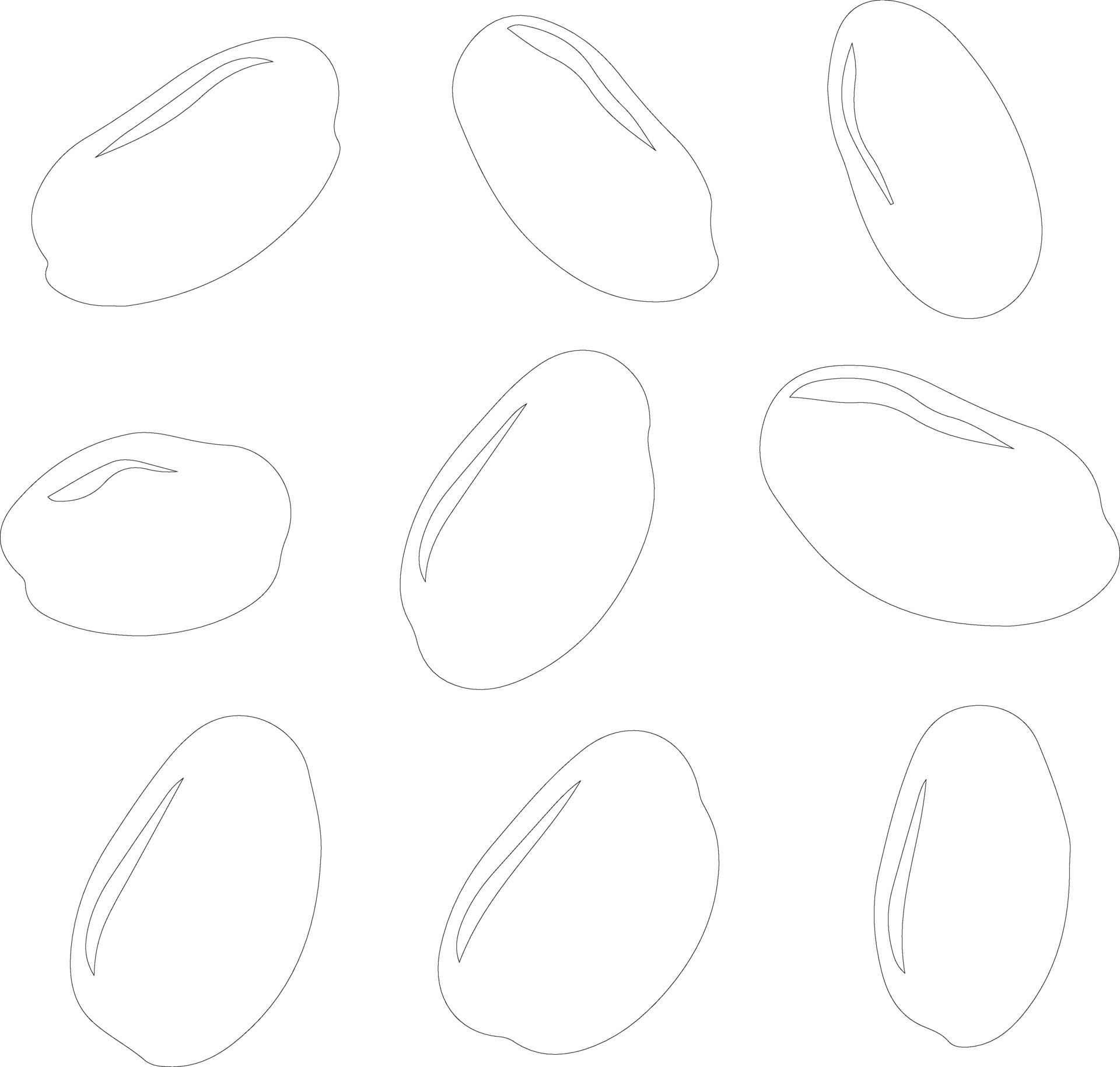 lima bean outline silhouette 38829632 Vector Art at Vecteezy