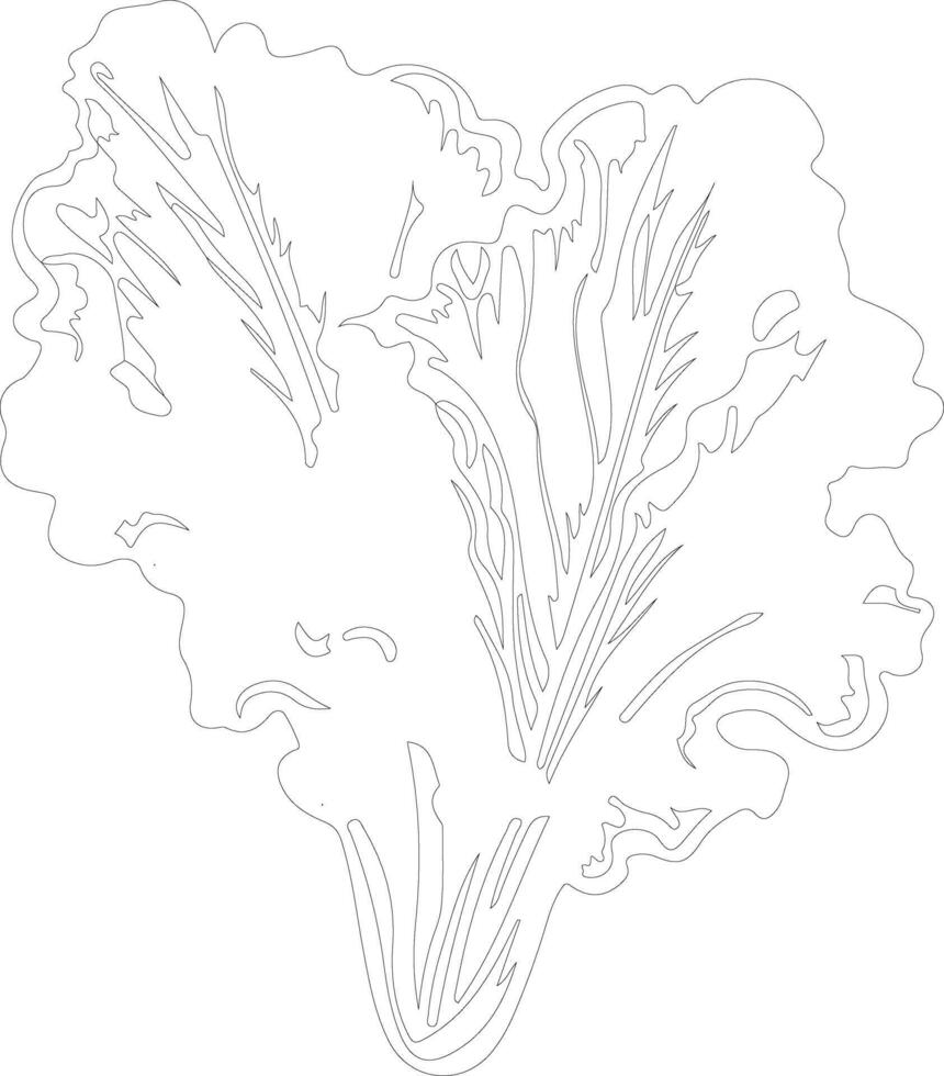 lettuce  outline silhouette vector