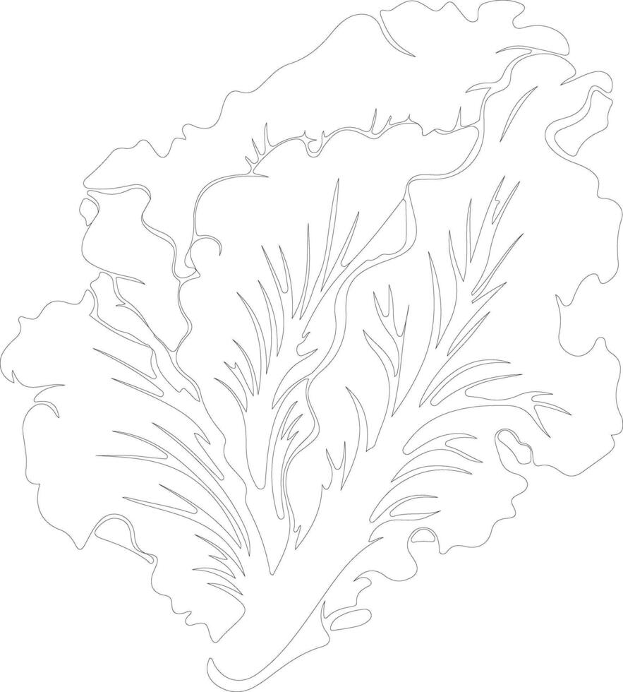 Chinese cabbage  outline silhouette vector