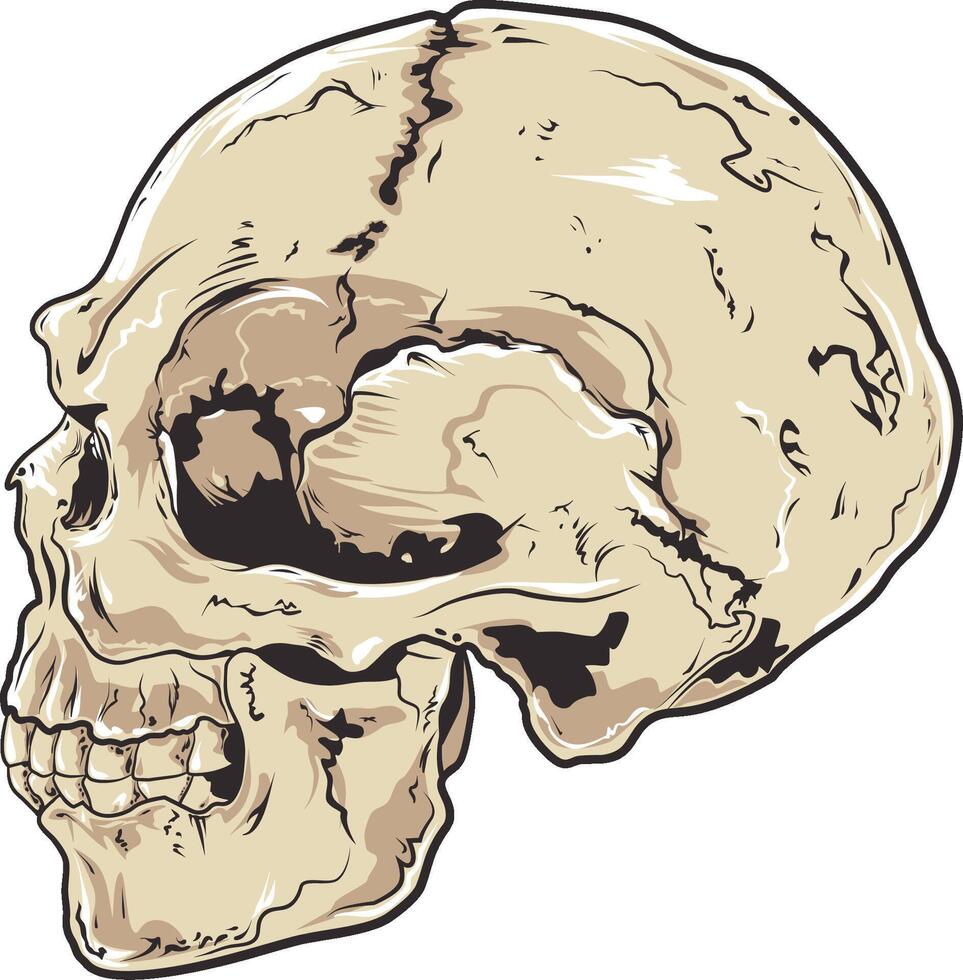 humano cráneo vector ilustración.