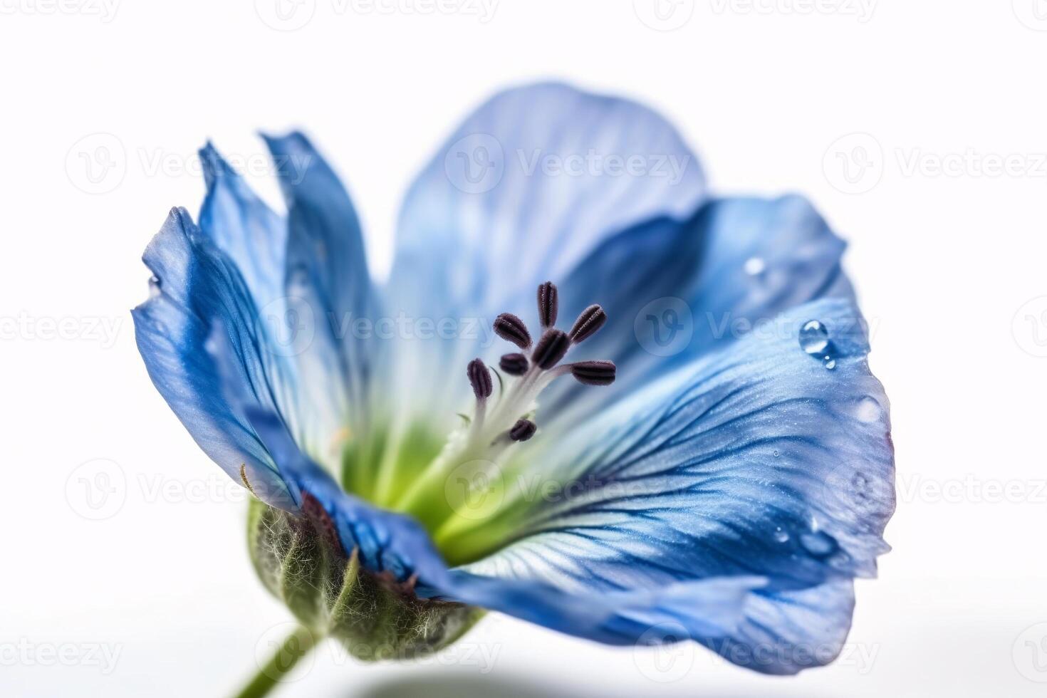 AI generated Close-up of the blue flax flower isolated on white background photo