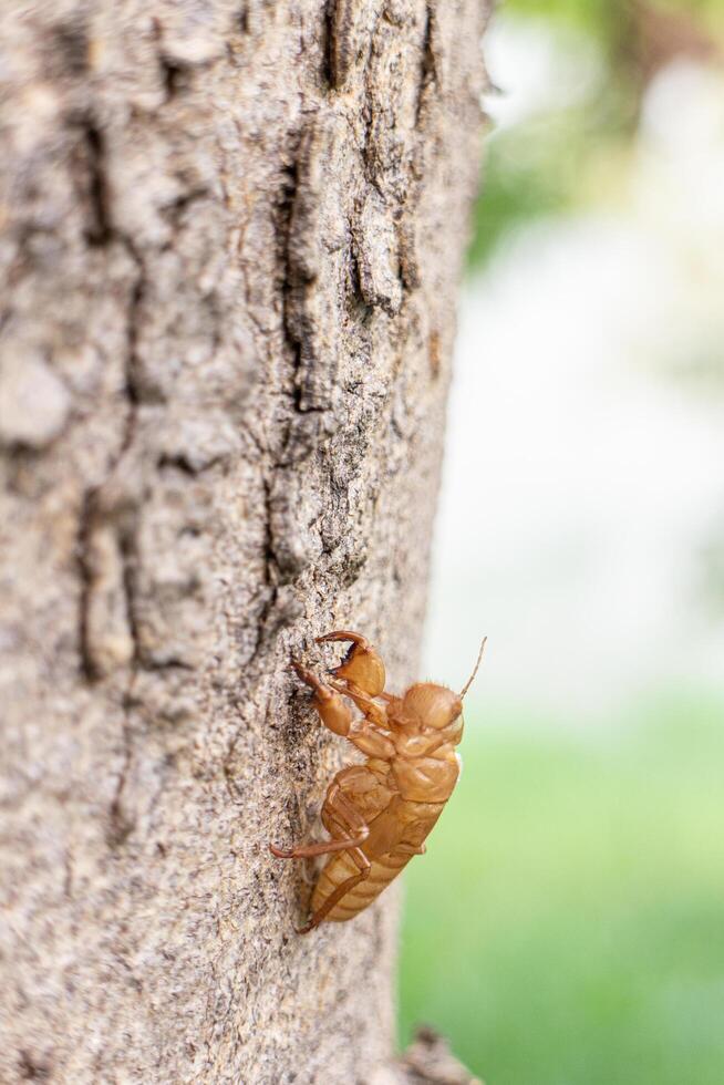 Cicada shell on tree in the garden. Cicada molt photo