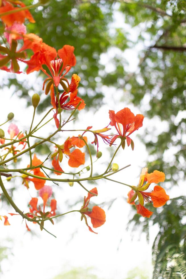 delonix regia o caesalpinia pulcherrima flor foto