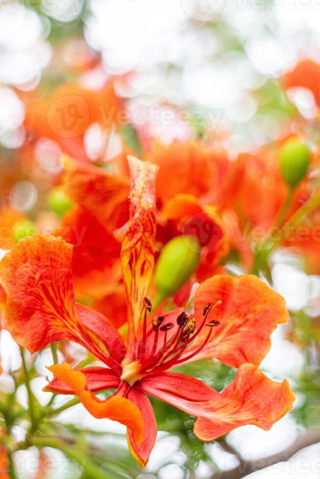 Close up of Orange Flamingo flower, Royal Poinciana photo
