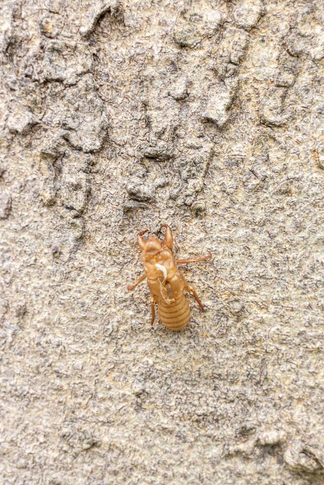 Cicada shell on the tree, close-up of photo