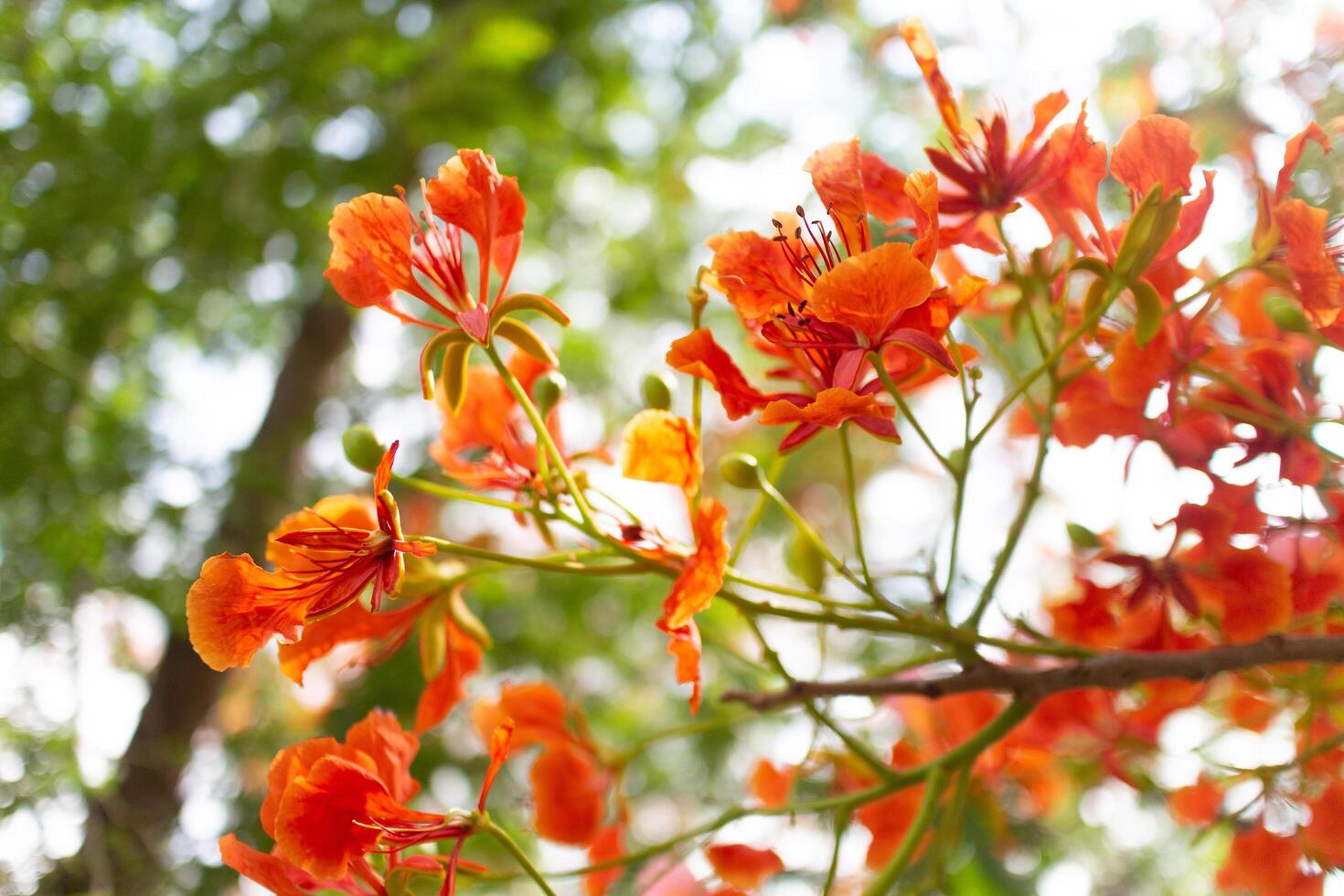 Delonix regia or Caesalpinia pulcherrima flower photo