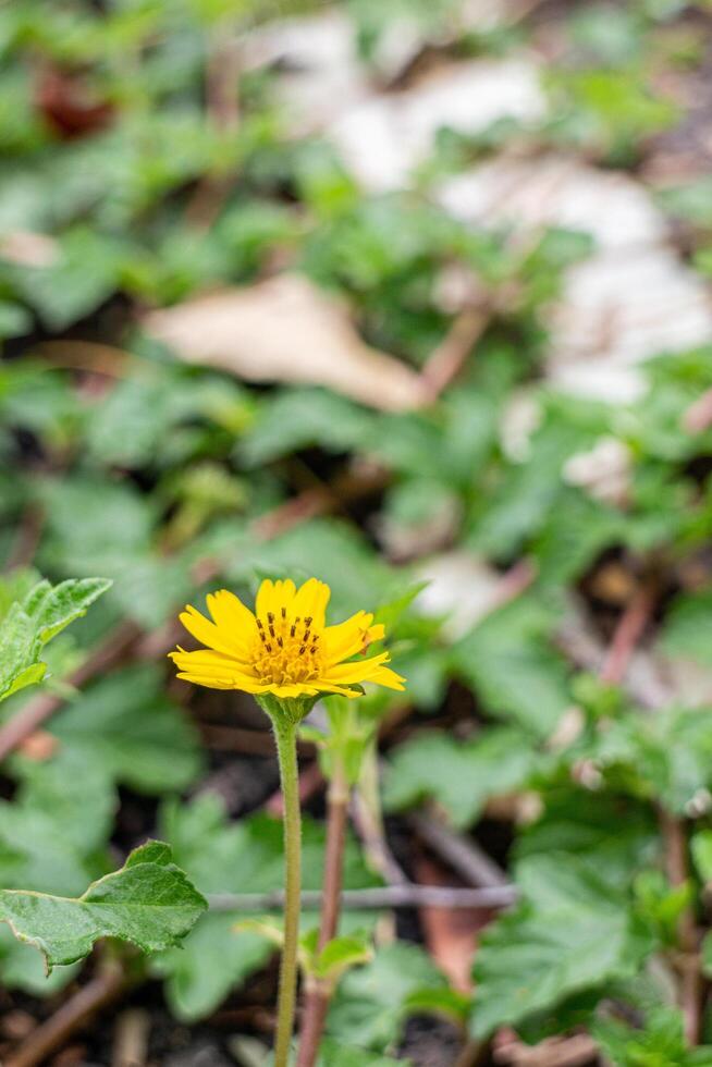 Close up of yellow flower with green leaves in the garden background. photo