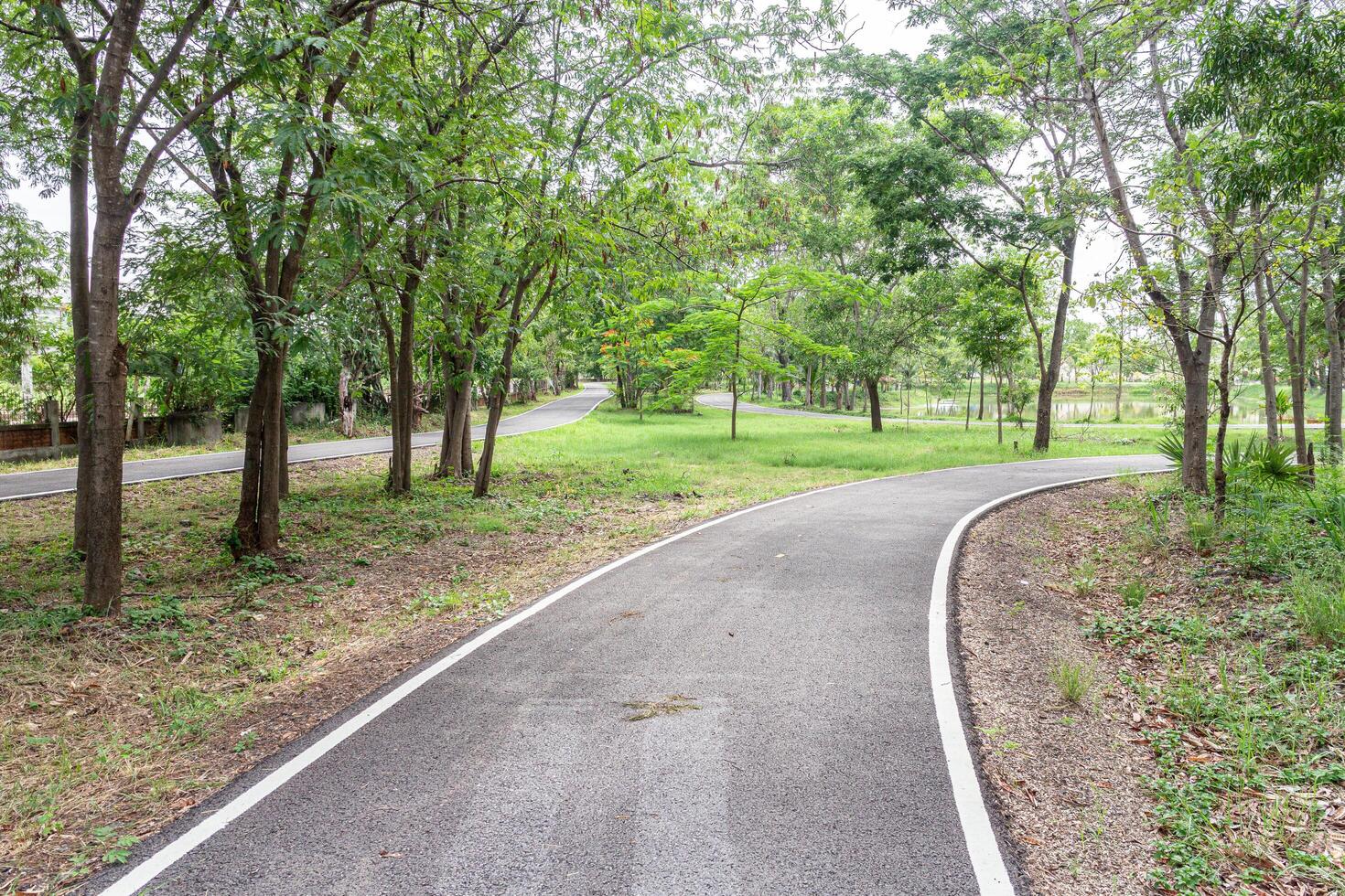 Bicycle lane in the park with tree and green grass background. photo