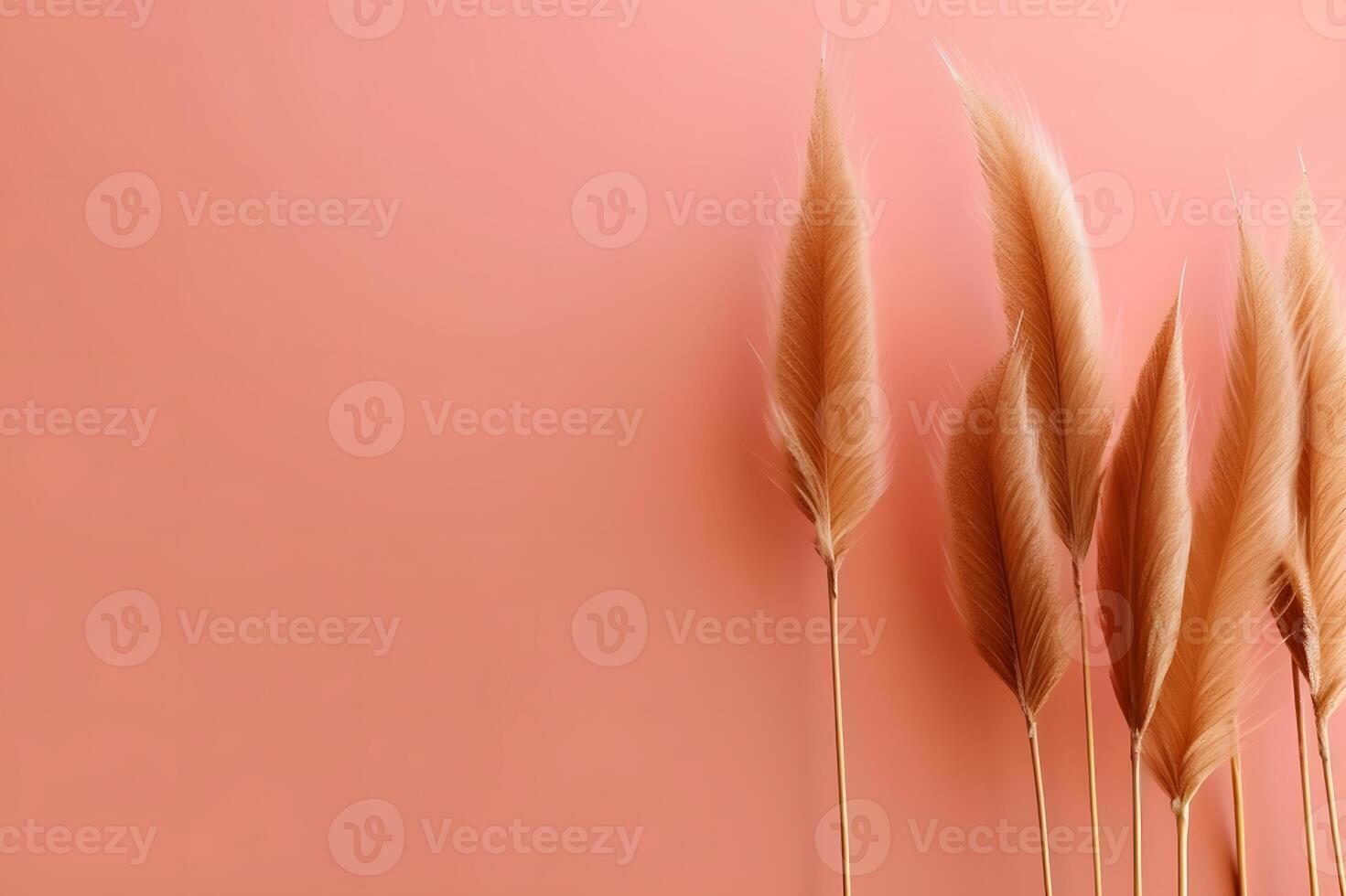 AI generated Pampas grass background, white fluffy pampas grass photo