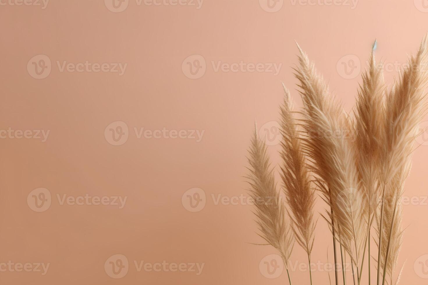 AI generated Pampas grass background, white fluffy pampas grass photo
