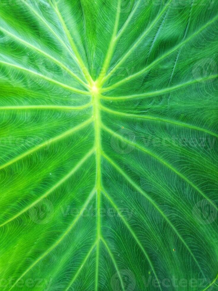 Texture and motif of taro tree leaf fibers photo