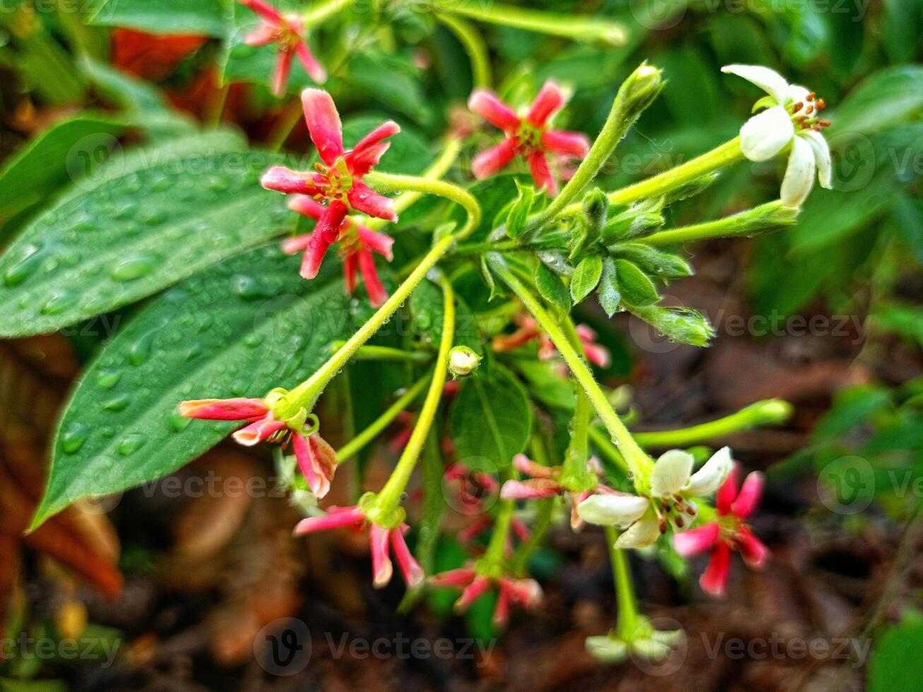 The flowers of the arum plant bloom dazzlingly photo