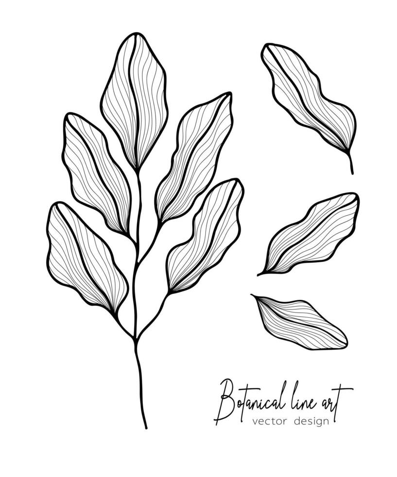 Botanical elegant line illustration of a leaves branch for wedding invitation and cards, logo design, web, social media and poster, template, advertisement, beauty and cosmetic industry. vector