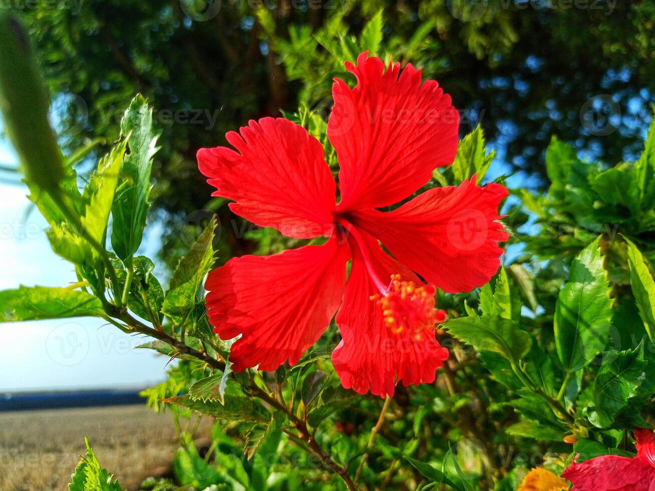 Hibiscus plants that bloom are enchanting photo