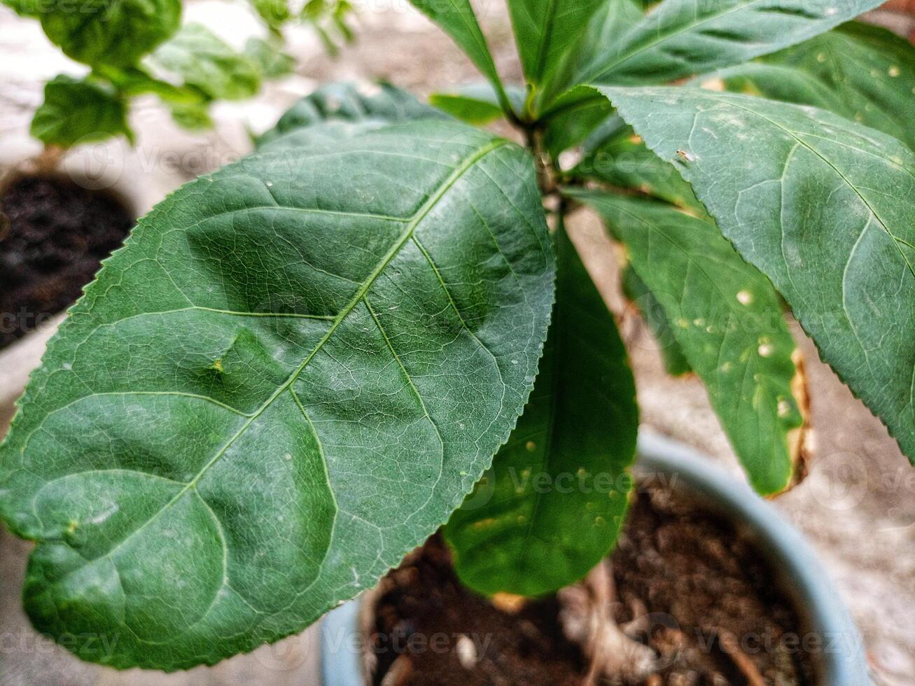 The texture and motif of the wide green senggugu leaves photo