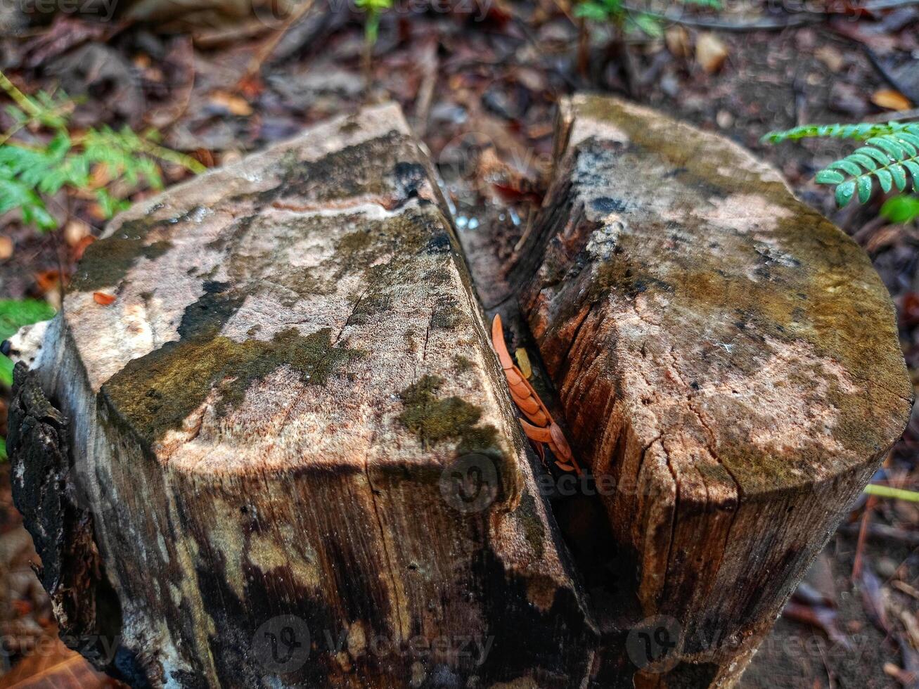 Felled tree trunks in the garden photo