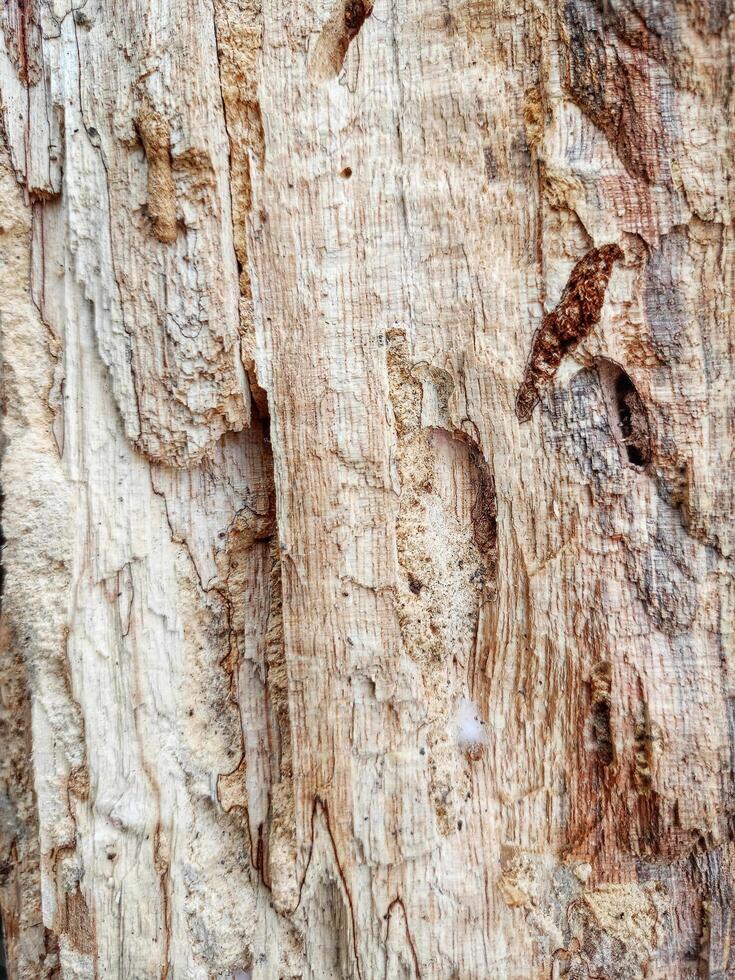 Texture and motif of gempol tree wood photo