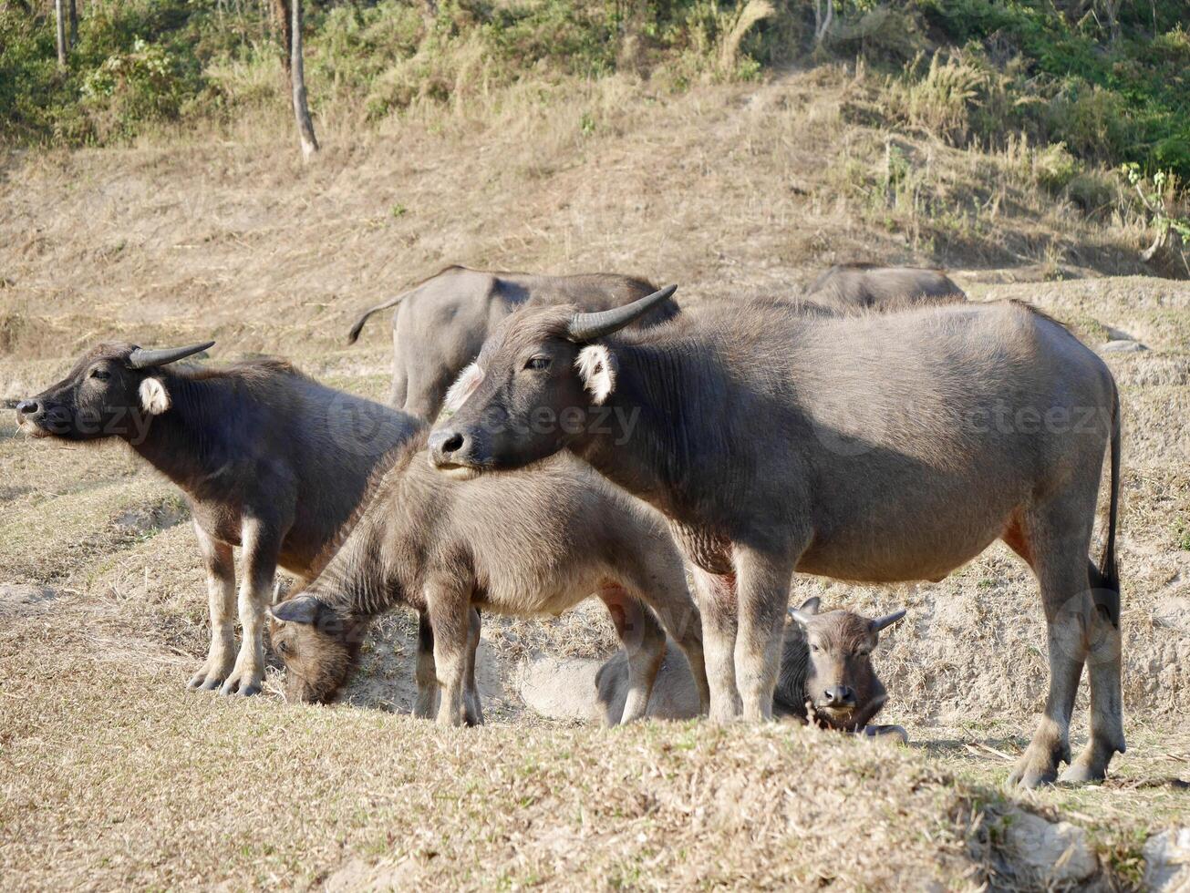 herd of buffalo eating grass, Herd of buffalo grazing in lush green meadow, herd of buffalo eating grass, A herd of buffaloes eating grass on the uncultivated field photo