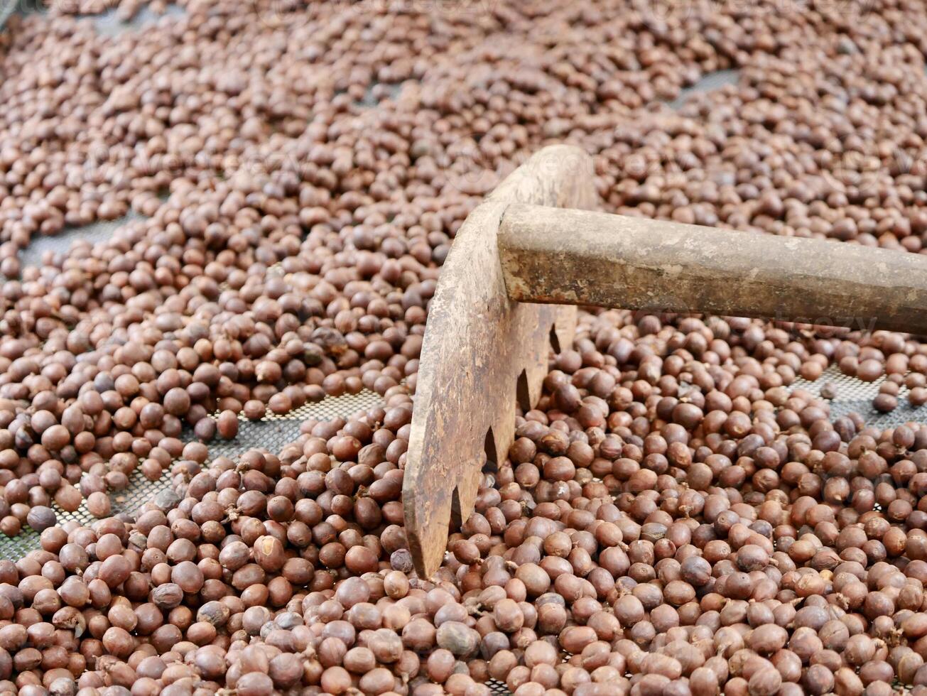 Texture of coffee beans, beans slices of green leaves. beautiful light, vigor of coffee beans, among coffee bushes, Roasted coffee beans on old wooden table photo