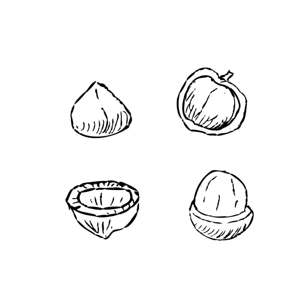 Hand drawn peeled nuts of Macadamia or Hazelnut vector