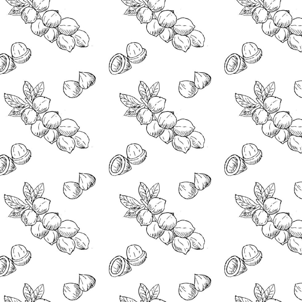 Hand drawn seamless background of Macadamia nut branch vector