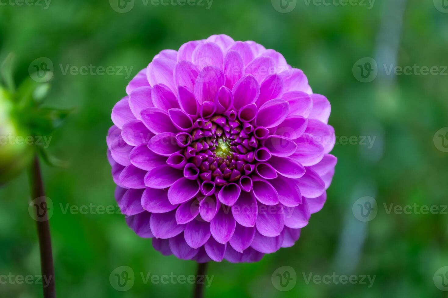 Beautiful purple dahlia flower on a green background, close-up. Growing beautiful garden flowers. photo