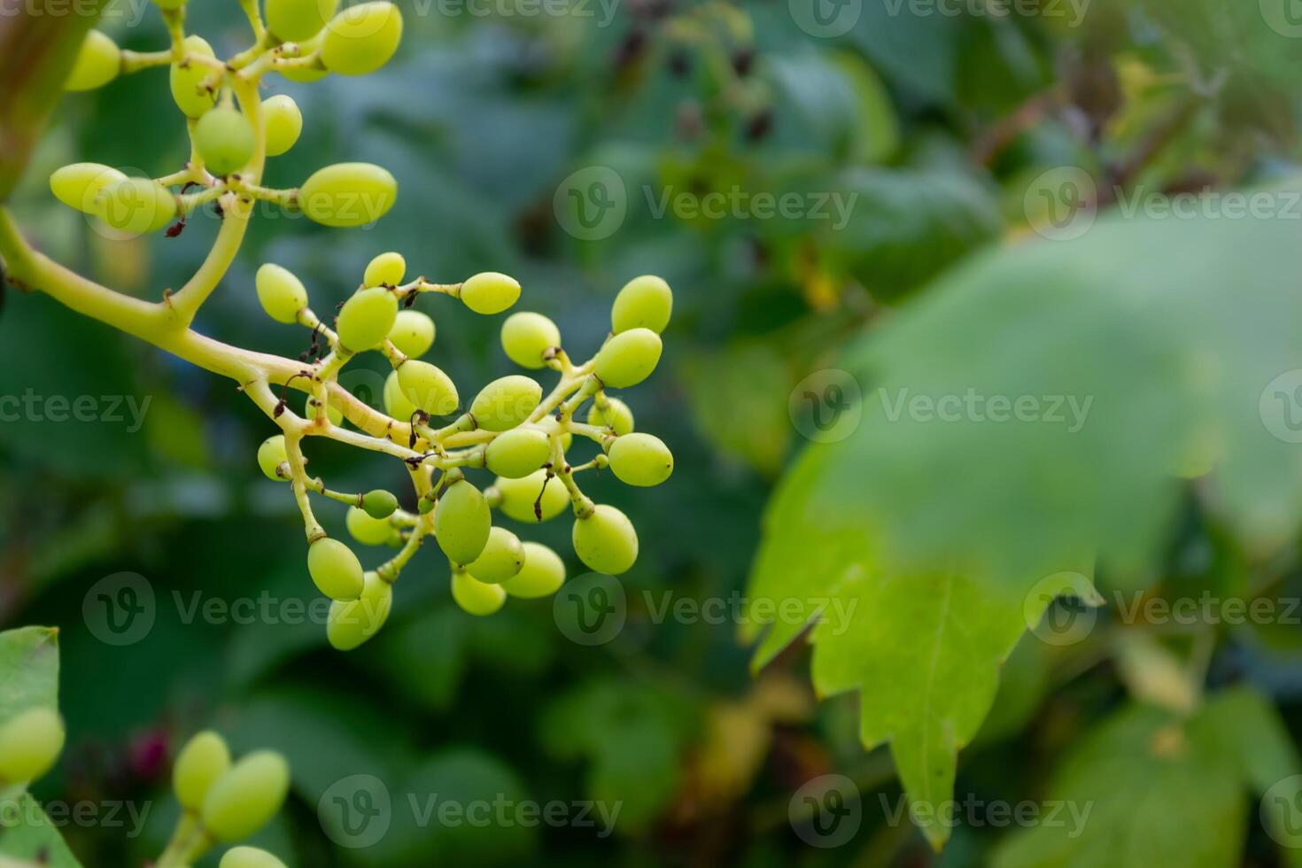 Green small young ripening grapes growing on a vine in a summer vineyard, selective focus. photo