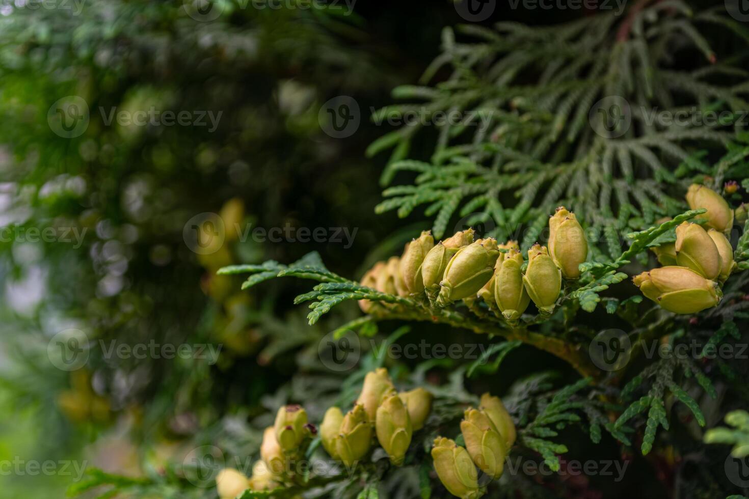 Close-up of green young cones of evergreen thuja on a branch. Thuja occidentalis. photo