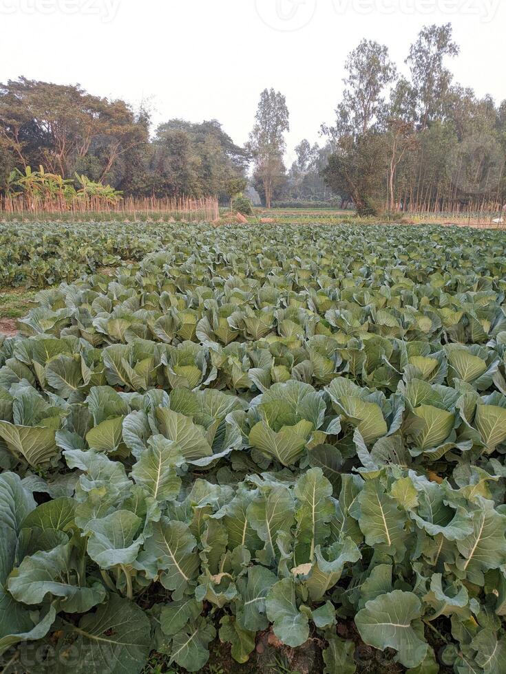 Cabbage growing in the field. Cultivation of cabbage in the garden. photo