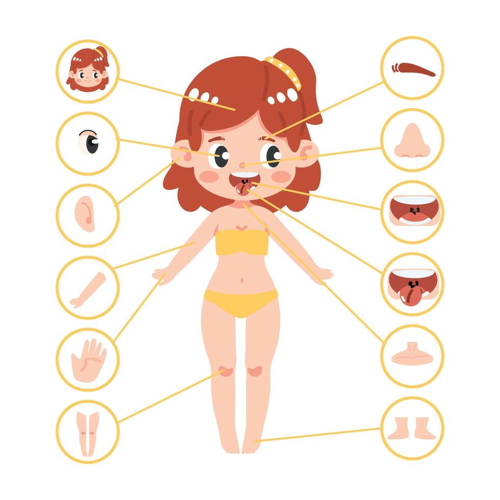 kid girl body part anatomy vector