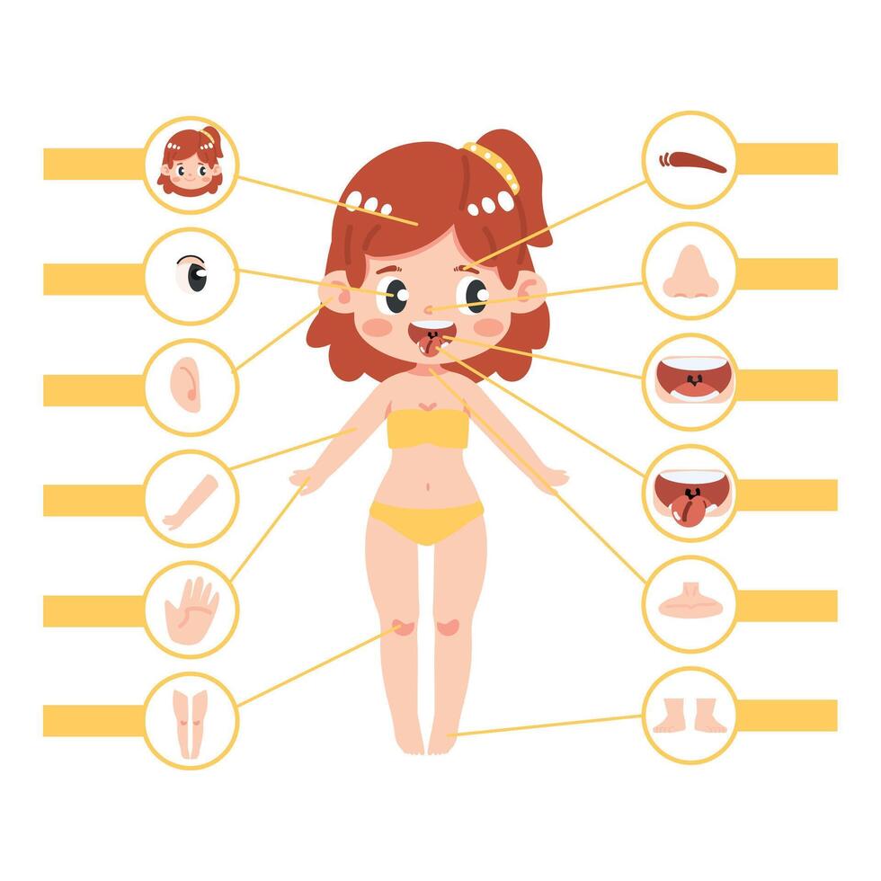 kid girl body part anatomy vector