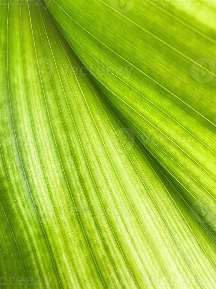 Green Leaf Texture background with light behind. photo