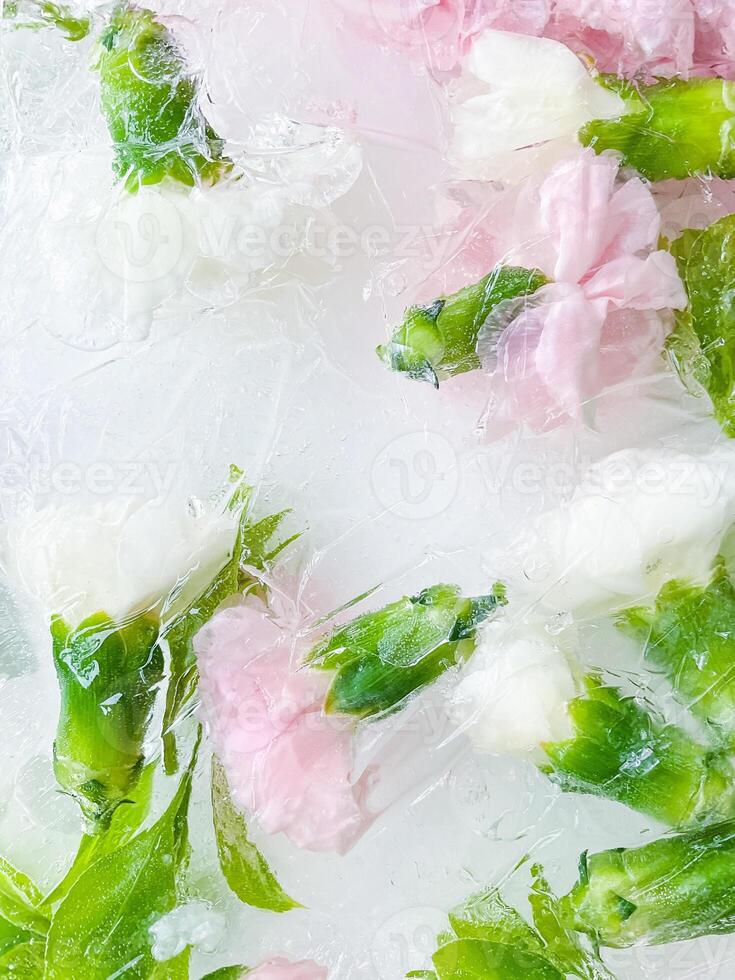 clavel, jardín flores congelado en hielo. backgraund foto