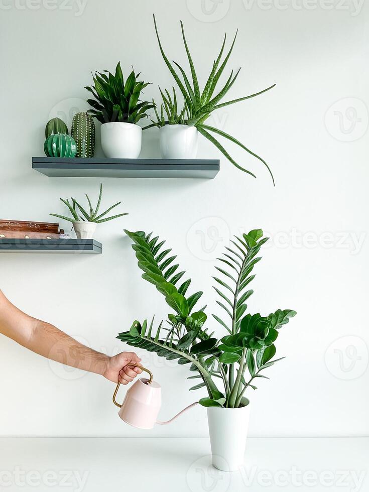 recortado Disparo de masculino mano riego hogar planta en flor maceta con rosado riego foto