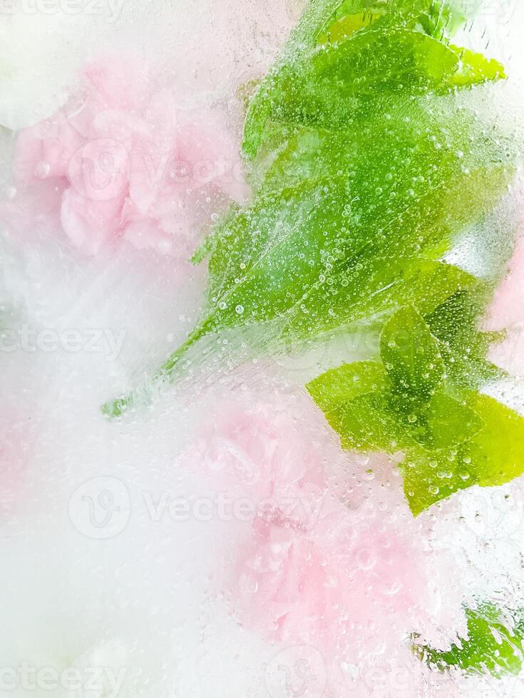 carnation, garden flowers frozen in ice. backgraund photo