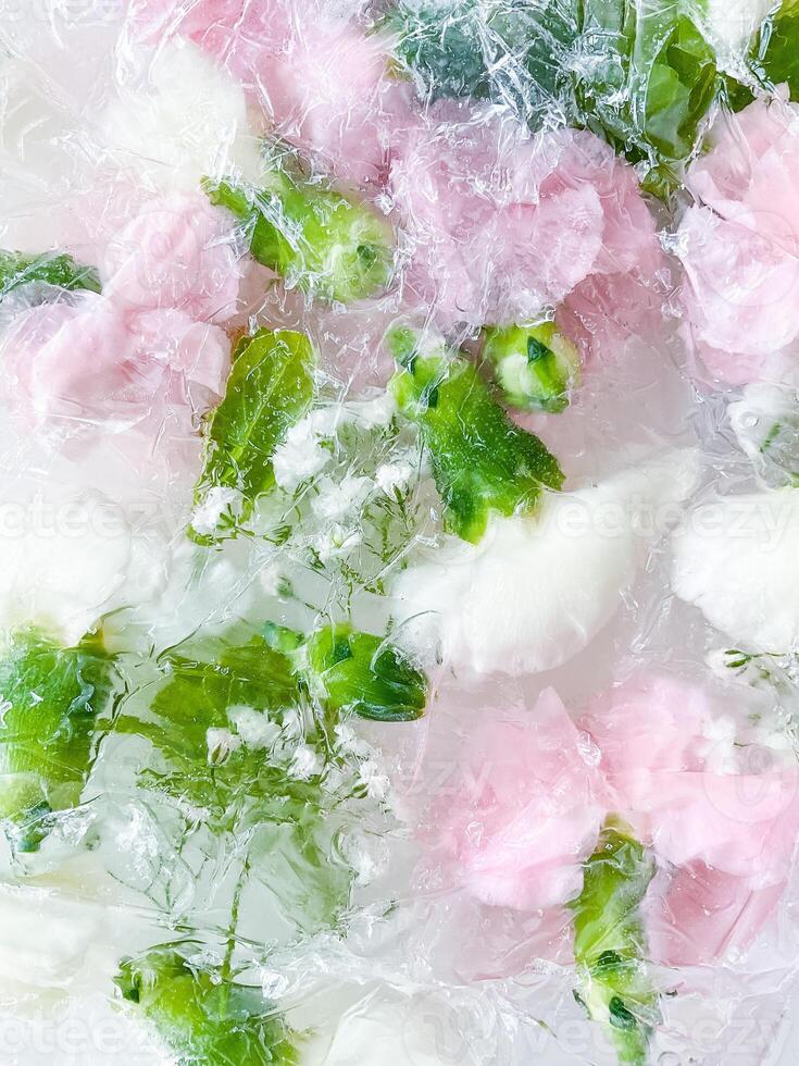 carnation, garden flowers frozen in ice. backgraund photo