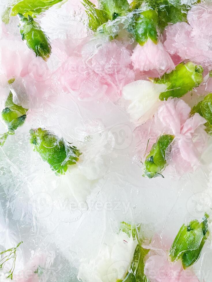 carnation, garden flowers frozen in ice. backgraund photo