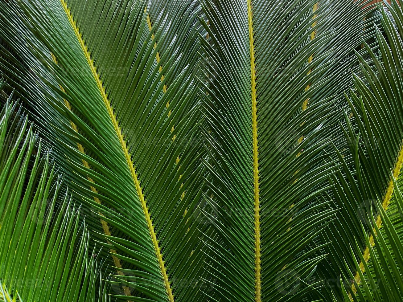 Close up of a green palm leaf. Natural background and texture. photo