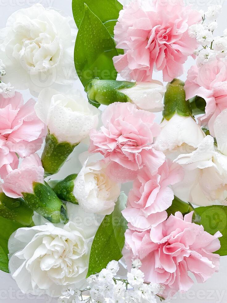 Carnation in water, spa background. Leaves, flower photo