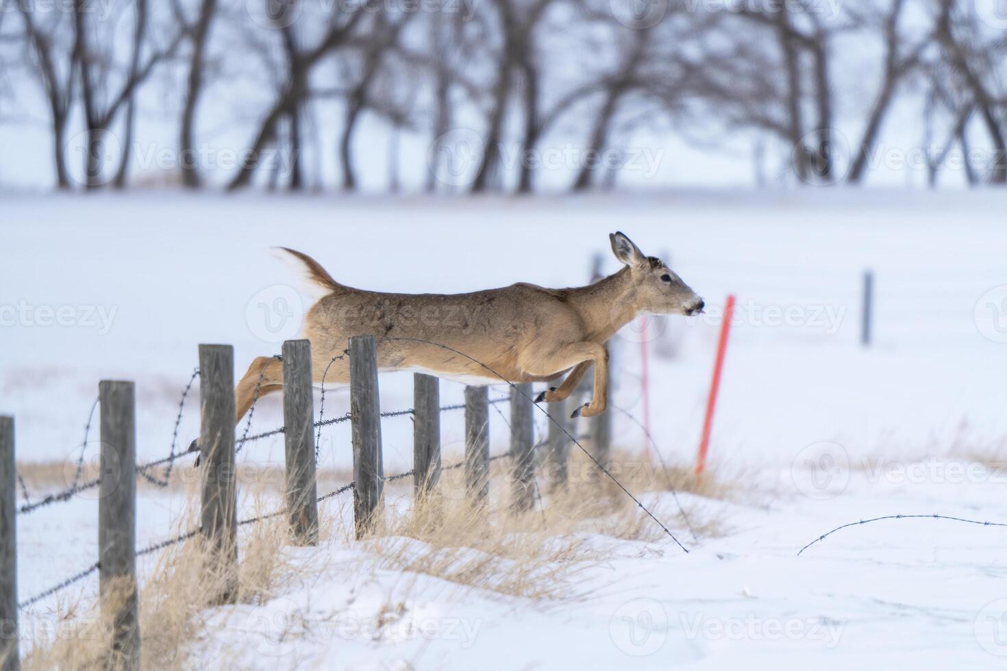 Prairie Deer Saskatchewan photo