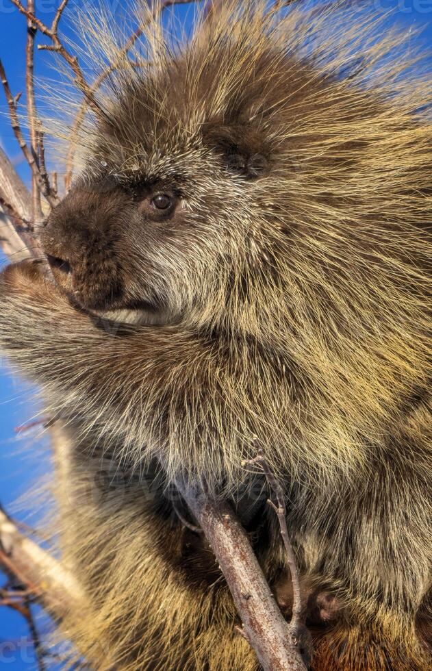 Porcupine Close Up photo