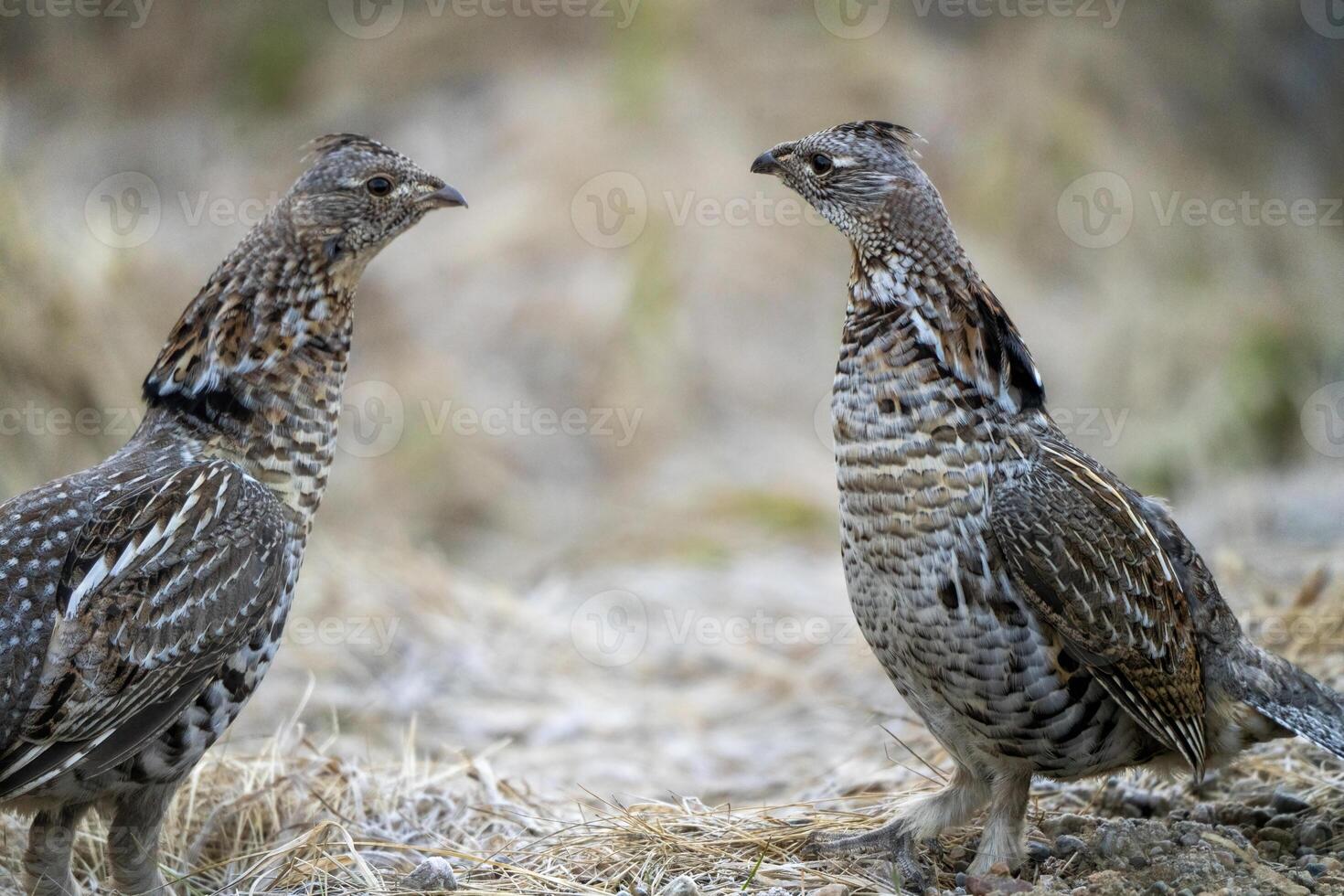 Ruffed Grouse Saskatchewan photo
