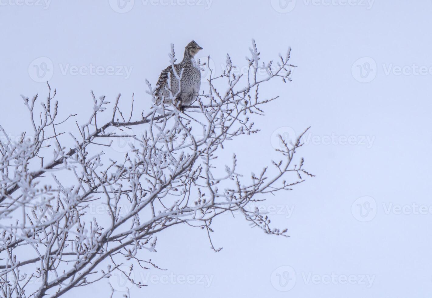 Sharp Tailed Grouse photo