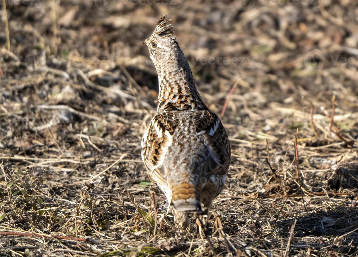 fallado queja Saskatchewan foto