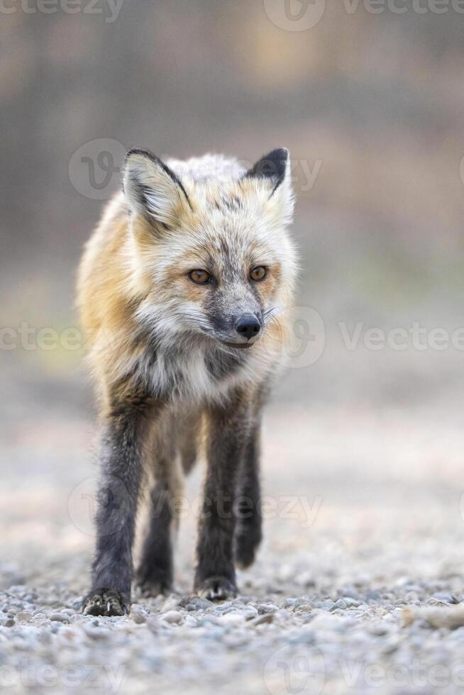 zorro caza Canadá foto