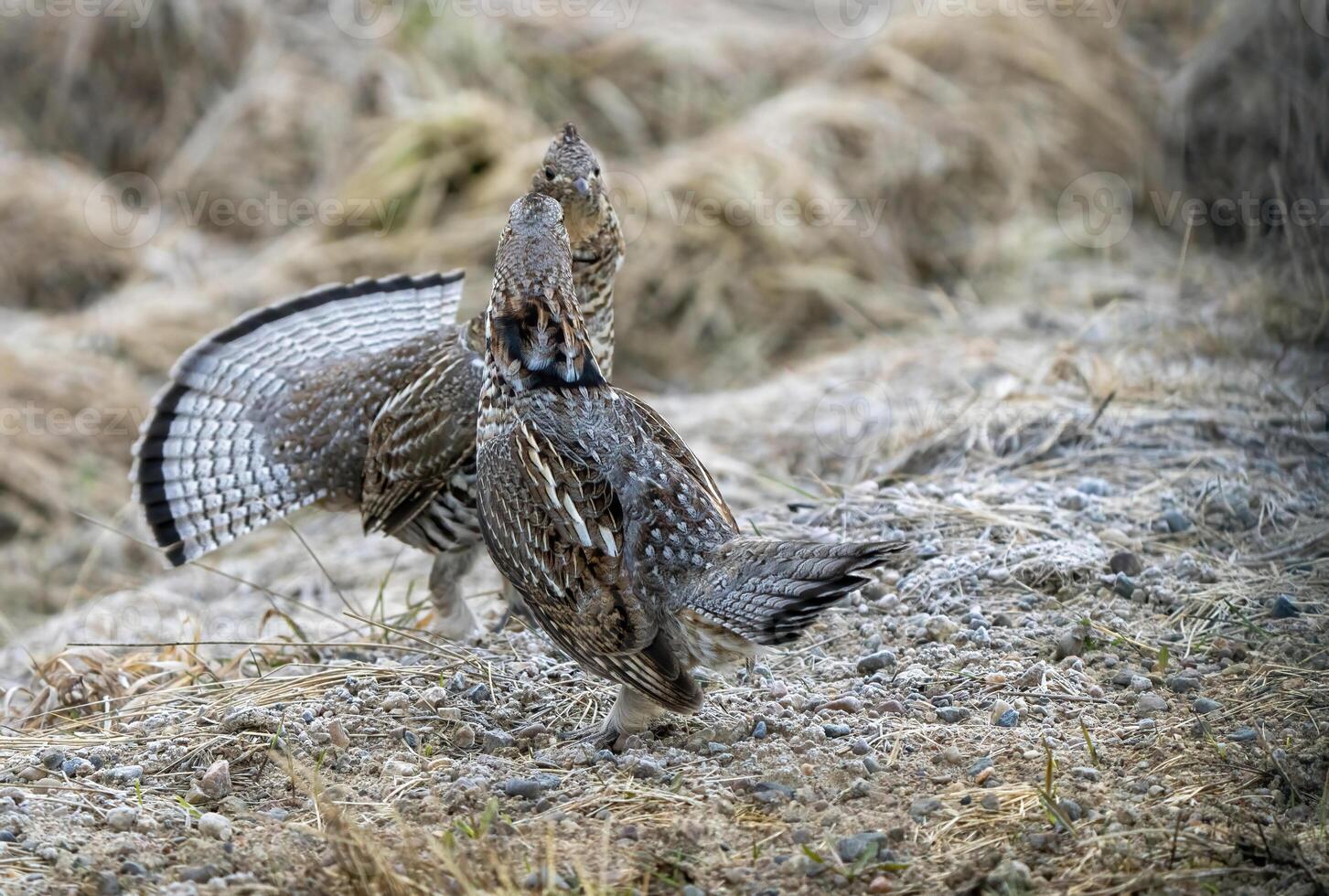 Ruffed Grouse Saskatchewan photo