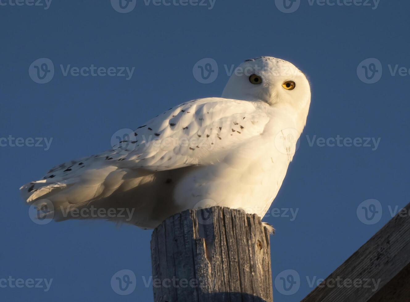 Snowy Owl Winter photo
