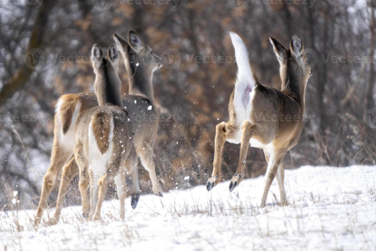 Prairie Deer Saskatchewan photo