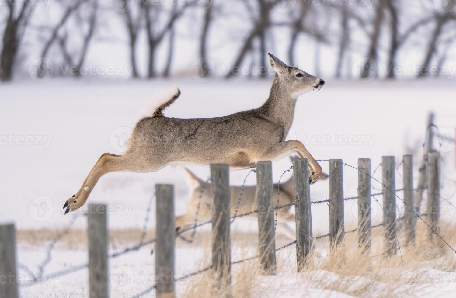 Prairie Deer Saskatchewan photo