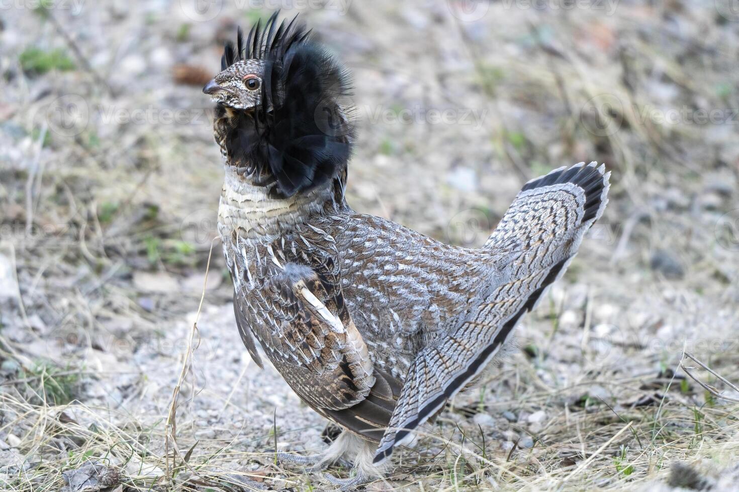 Ruffed Grouse Saskatchewan photo